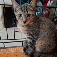 ATLAS, chatte à adopter