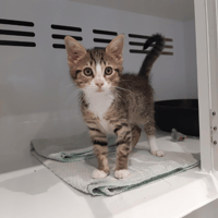 TARTIFLETTE, chatte à adopter