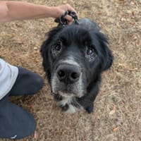 SKYPE, chien à adopter