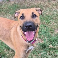 BEN QCN, chien à adopter