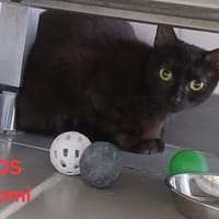 NAOMI, chatte à adopter