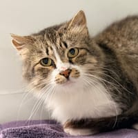 TIKANI, chatte à adopter