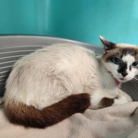 BIDOURIK QCT, chatte à adopter