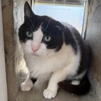 ARES, chat à adopter