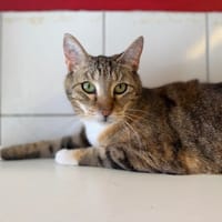 ARTEMIS, chatte à adopter
