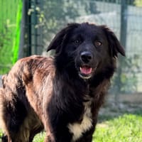 LEXIE, chienne à adopter