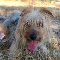 BOBBY, chien à adopter