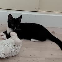 GALAXY, chat à adopter