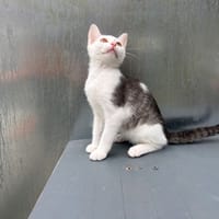 BENTLEY, chatte à adopter