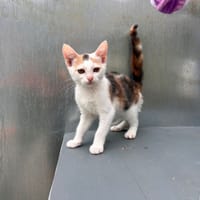 berlina, chatte à adopter