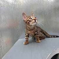 brera, chatte à adopter