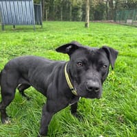 TONIC, chienne à adopter