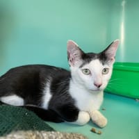 Tachou, chat à adopter