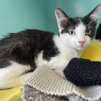 TOUTOUNE, chat à adopter
