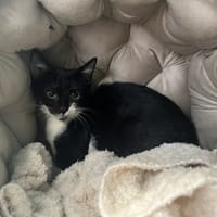 DOMINO, chat à adopter