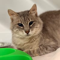 EFIM (CHAT SAUVAGE), chat à adopter