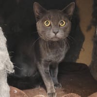 ARISTODE, chat à adopter