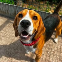 AUSTIN QCN, chien à adopter