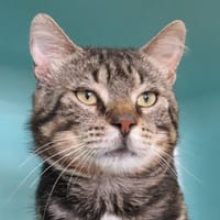VAGABOND, chat à adopter