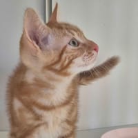 Bretzel, chat à adopter
