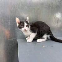 biturbo, chat à adopter