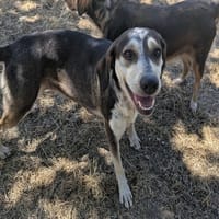 YSKA, chienne à adopter