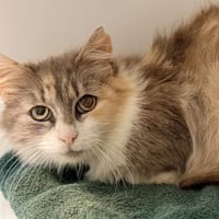 KOLYNA (FIV+), chatte à adopter