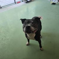 JAZZ, chien à adopter
