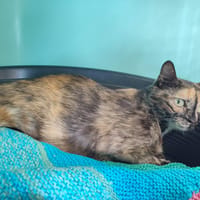 POPPI CQT, chatte à adopter