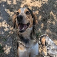 ORYA, chienne à adopter