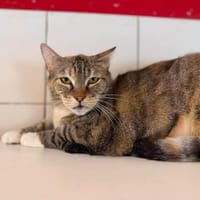 HERA, chatte à adopter