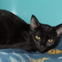 HARISSA, chatte à adopter