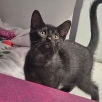 Bounty, chat à adopter