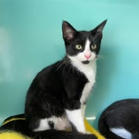 TUTUNE, chat à adopter