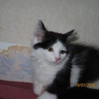 LINK, chat à adopter