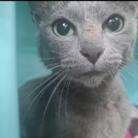 MINERVA, chatte à adopter