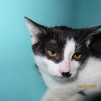 AMAZONE, chatte à adopter