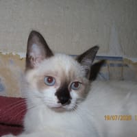 NINI chat, chatte à adopter