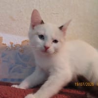 UMA, chatte à adopter