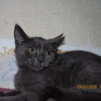 KAYA, chatte à adopter
