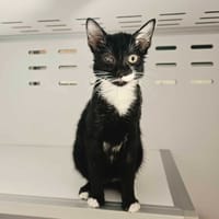 CHICHI, chatte à adopter