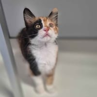 Bubble, chatte à adopter