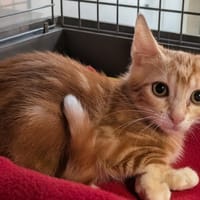 Buzz [Chaton], chat à adopter