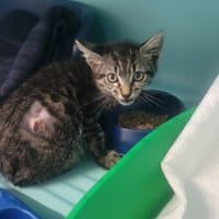 ANDY, chat à adopter