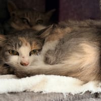 DELILAH (CHAT SAUVAGE), chatte à adopter