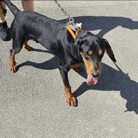 apero, chien à adopter