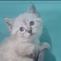 BELLATRIX, chatte à adopter