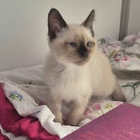Brownie, chatte à adopter