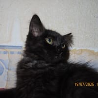 NAKA, chatte à adopter