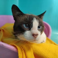 GIBOULE QCT, chat à adopter